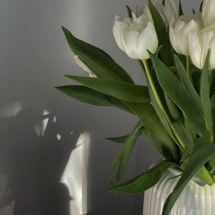 Marina Litwin - Behandlungen für Gesicht, Körper, Hände und Füße - Ein Strauß weißer Tulpen in einer weißen, geriffelten Vase, vor einer grauen Wand im sanften Licht- und Schattenspiel.